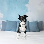 招待所 Francis Superior 4*